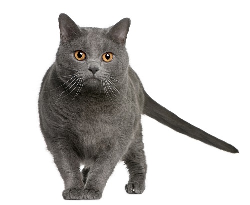 Chartreux cat breed