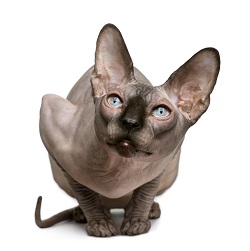 Sphynx cat health