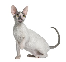 Cornish Rex grooming