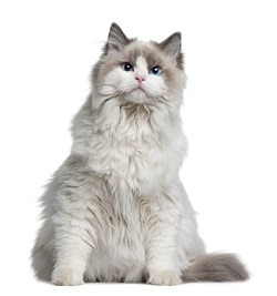 Ragdoll cat grooming