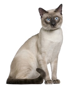 siamese cat nutrition