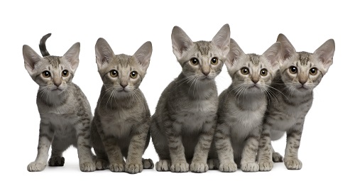 Ocicat kittens for sale