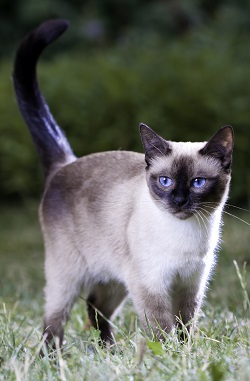 Thai cat nutrition