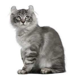 American Curl Health