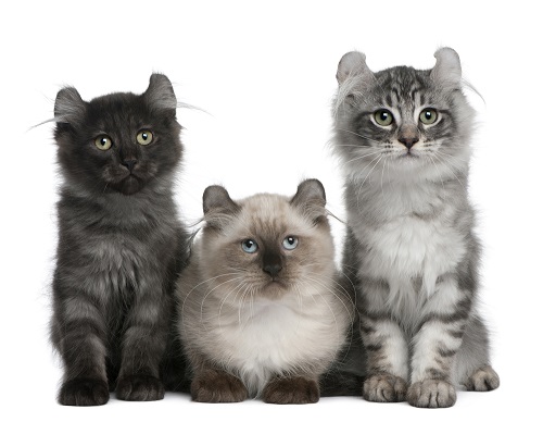 American Curl Kittens