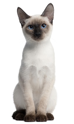 Thai cat health
