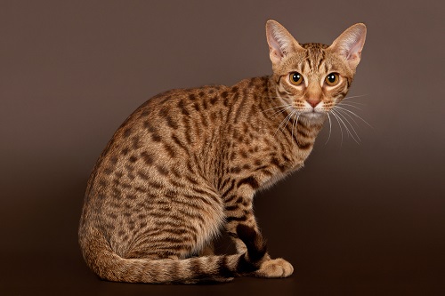 Ocicat health