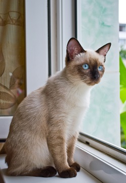 Mekong Bobtail temperament