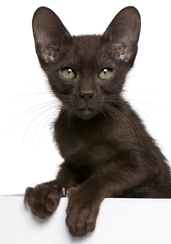 Havana Brown Cat Breeders And Information Havana Brown Cat Breeders And Information