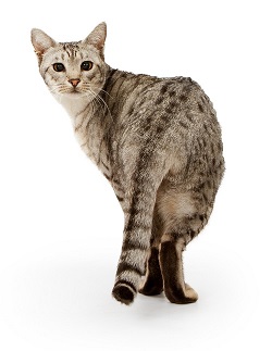 Ocicat breeders