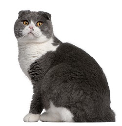 Scottish Fold cats for sale