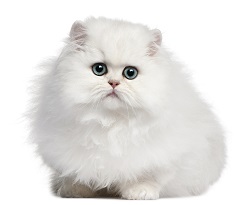 Persian cats for show