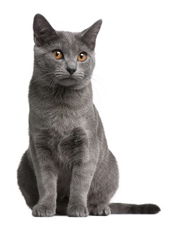 Chartreux grooming