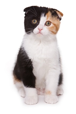 Scottish Fold grooming