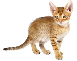 Ocicat grooming