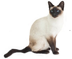 siamese cat characteristics