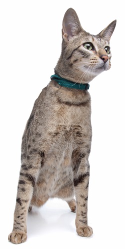 Savannah cat temperament