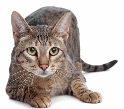 Savannah cat health