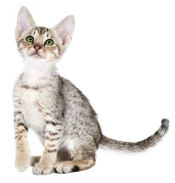 Ocicat temperament