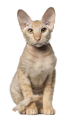 Peterbald nutrition