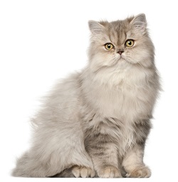 Persian cat breeder