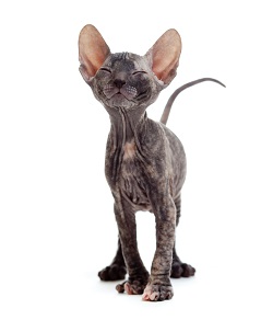 Sphynx temperament