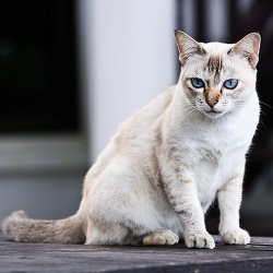Thai cat grooming