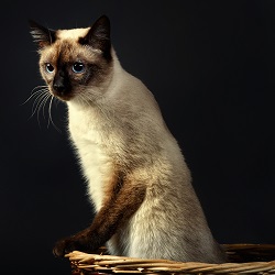 Mekong Bobtail grooming