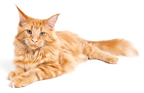 Maine Coon cat breeders