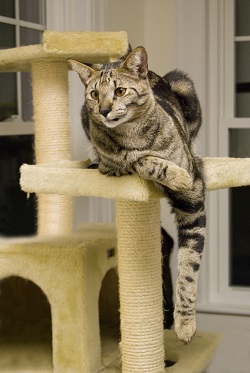 Savannah cat nutrition