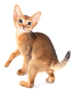 Abyssinian kittens for sale