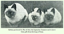 Siamese cat origins