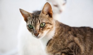 Aegean Cat