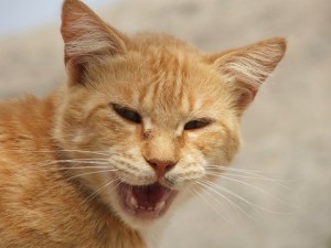 Aegean Cat yellow