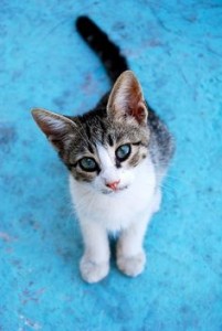 Aegean Kitten