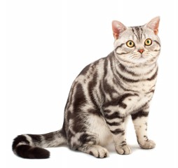 American Shorthair Kitten