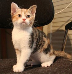 American Wirehair Kittens