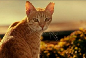 Arabian Mau Cat