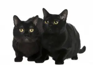 bombay cat for sale texas