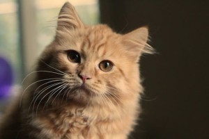 British Semi-longhair cat