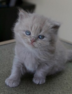 British Semi Longhair Cat