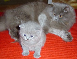 British semi-longhair cat and kitten