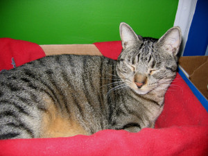 California-Spangled-Cat