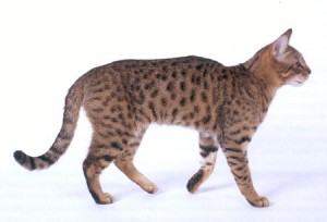 California Spangled Kitten