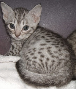 California-Spangled Kitten