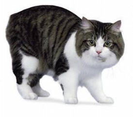 Cymric Cat No Tail