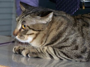 Dragon Li Cat
