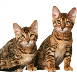 Two Dragon Li Cats