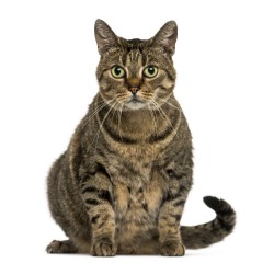 European Shorthair Kitten