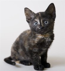 German Rex Cat